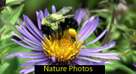 Nature Photos