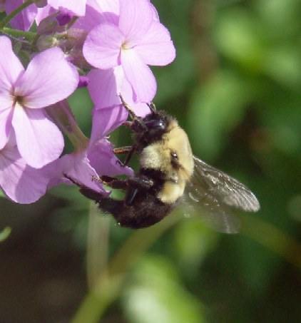 Carpenter Bee